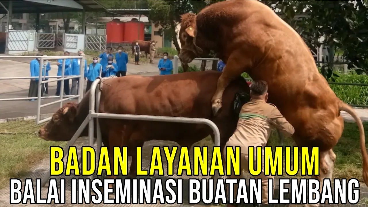 
                                 Balai-Inseminasi-Buatan-Lembang-Menjadi-Badan-Layanan-Umum